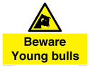 beware-young-bulls~
